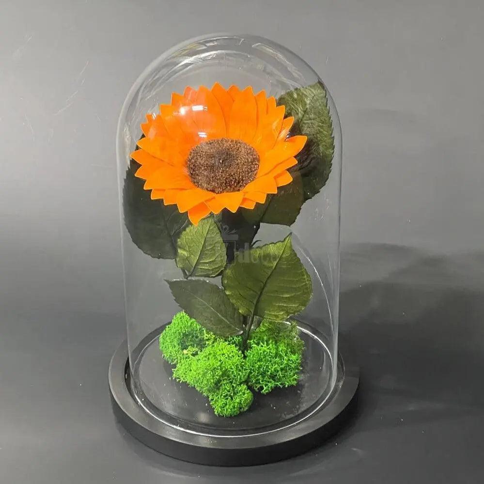 Floarea Soarelui Criogenata portocalie Ø12cm in cupola sticla - Kdeco