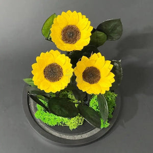3 Floarea Soarelui Criogenata Ø6cm in cupola de sticla - Kdeco