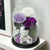 3 Trandafiri Criogenati mari (alb, lila, purpuriu) in cupola de sticla-Kdeco.ro