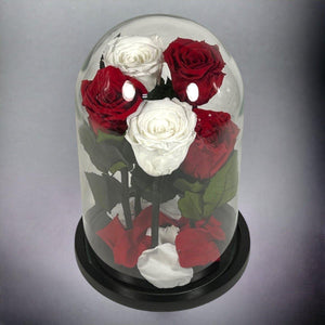 5 Trandafiri Criogenati 2 albi si 3 rosii in cupola de sticla mare - Kdeco.ro