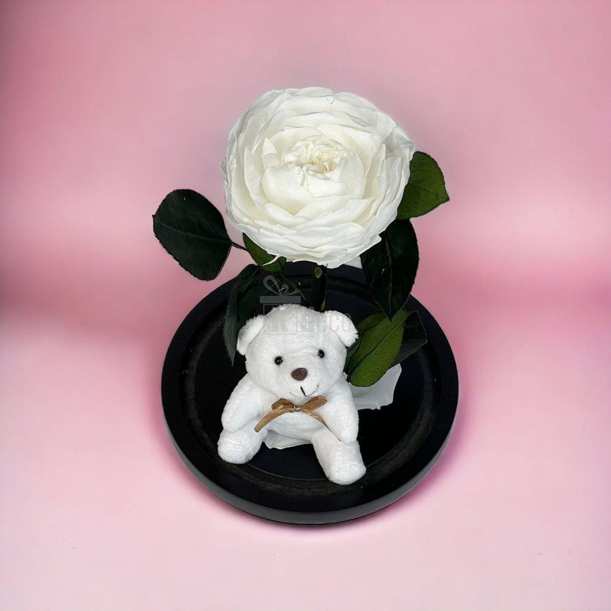 Bujor Criogenat alb Ø10cm in cupola de sticla 15x25cm-Kdeco.ro