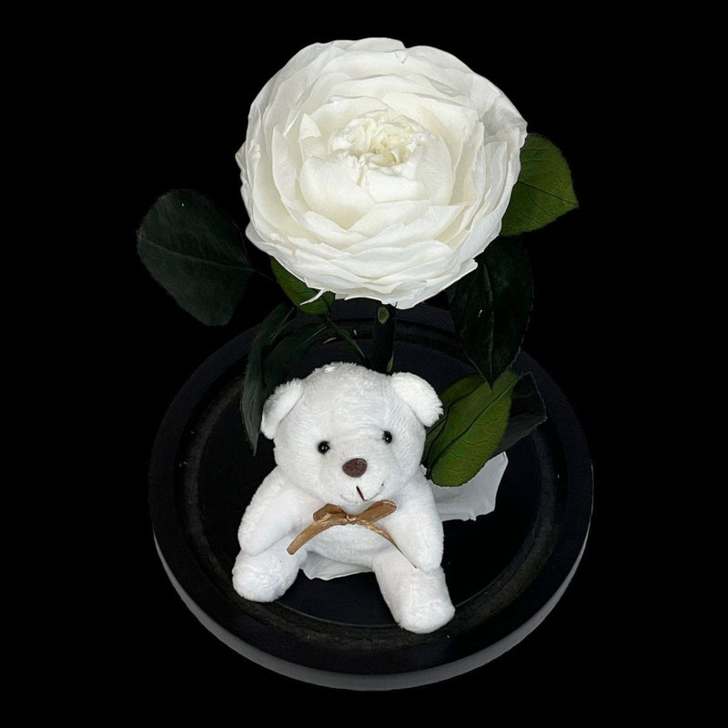 Bujor Criogenat alb Ø10cm in cupola de sticla 15x25cm-Kdeco.ro