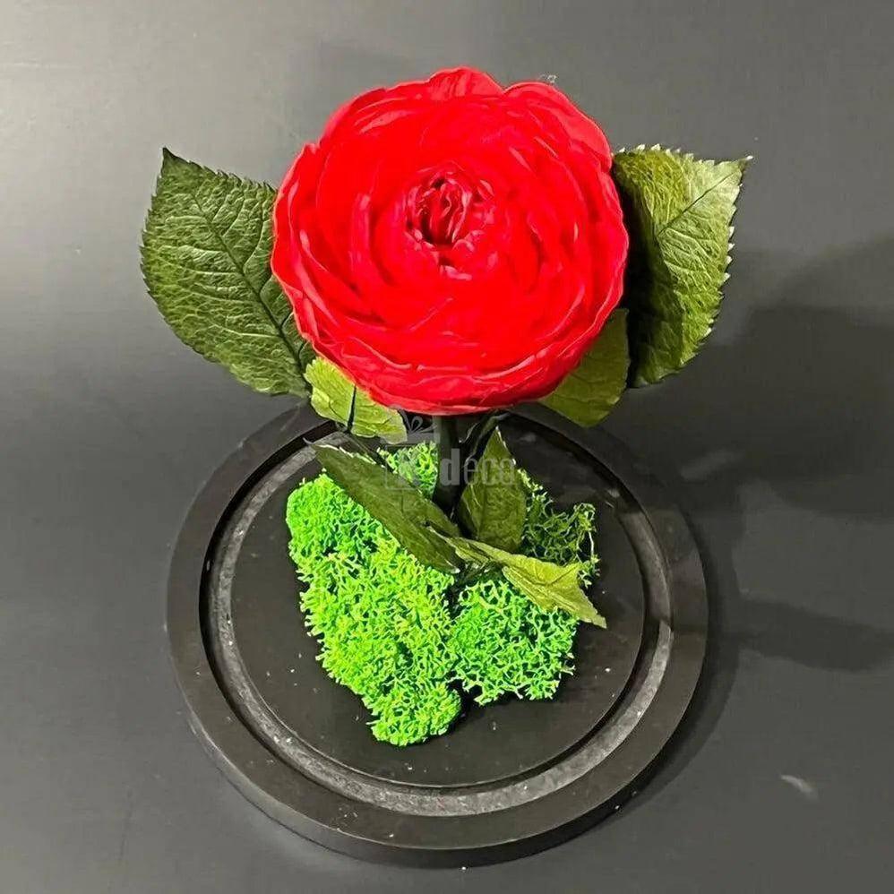 Bujor Criogenat rosu Ø10cm in cupola de sticla 15x25cm - Kdeco