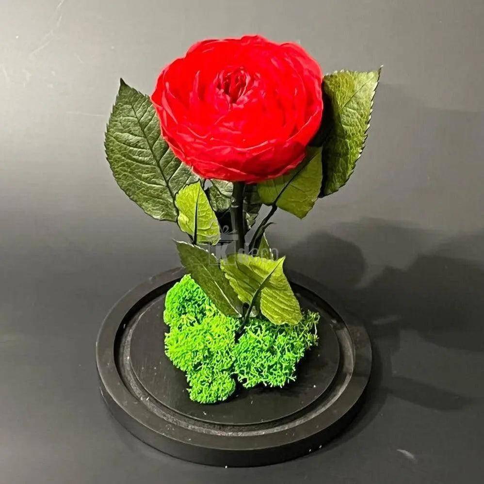 Bujor Criogenat rosu Ø10cm in cupola de sticla 15x25cm - Kdeco