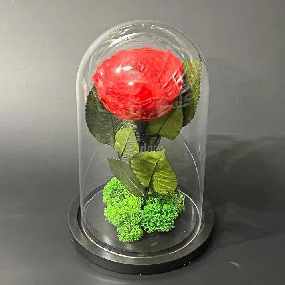 Bujor Criogenat rosu Ø10cm in cupola de sticla 15x25cm - Kdeco