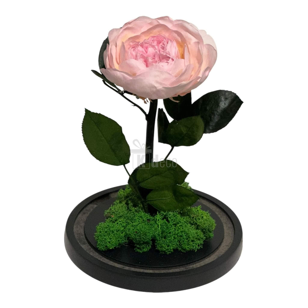 Bujor Criogenat Roz cu Cupolă din Sticlă Ø10cm - Cadoul Perfect în Cupola 15x25cm - Kdeco.ro