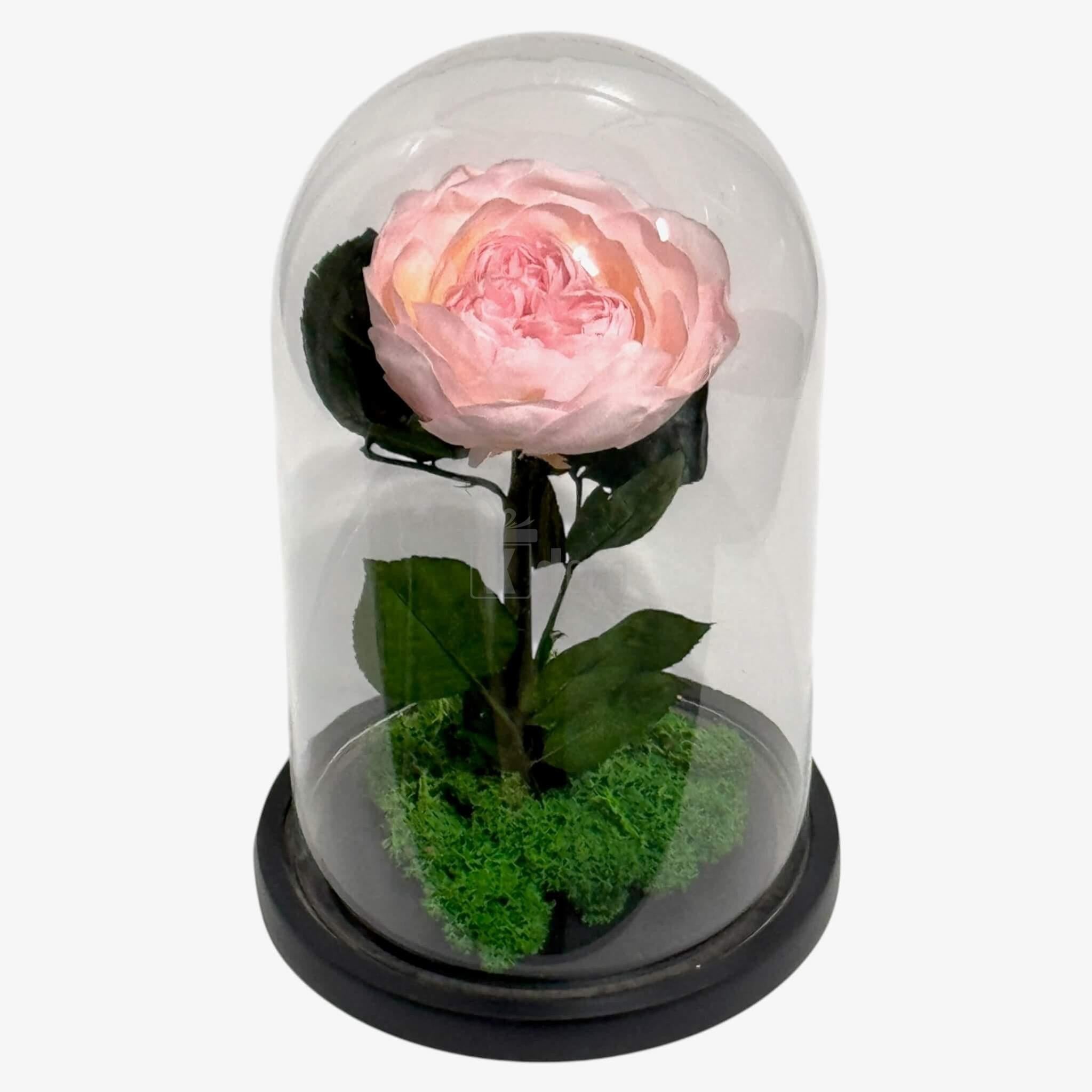 Bujor Criogenat Roz cu Cupolă din Sticlă Ø10cm - Cadoul Perfect în Cupola 15x25cm - Kdeco.ro