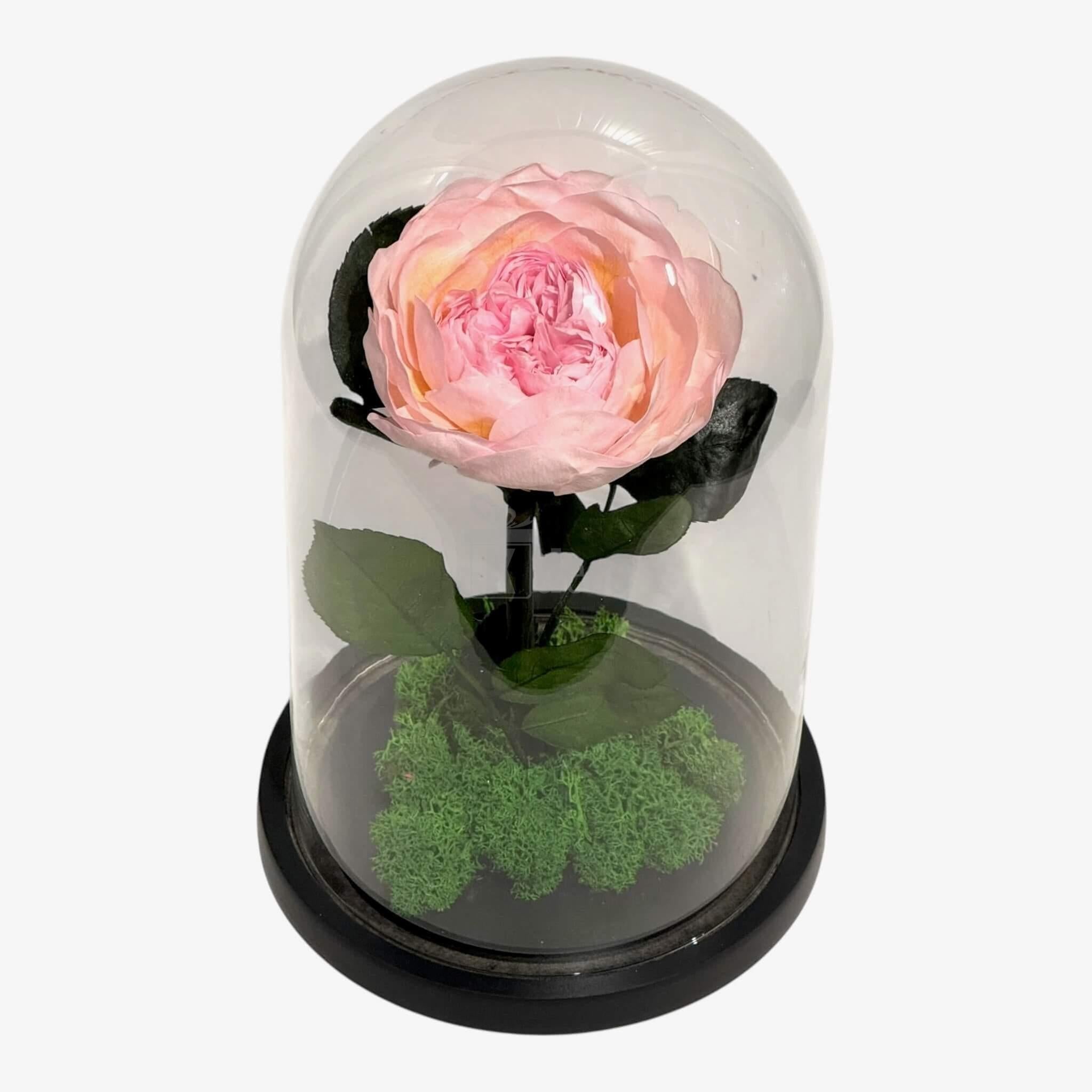 Bujor Criogenat Roz cu Cupolă din Sticlă Ø10cm - Cadoul Perfect în Cupola 15x25cm - Kdeco.ro