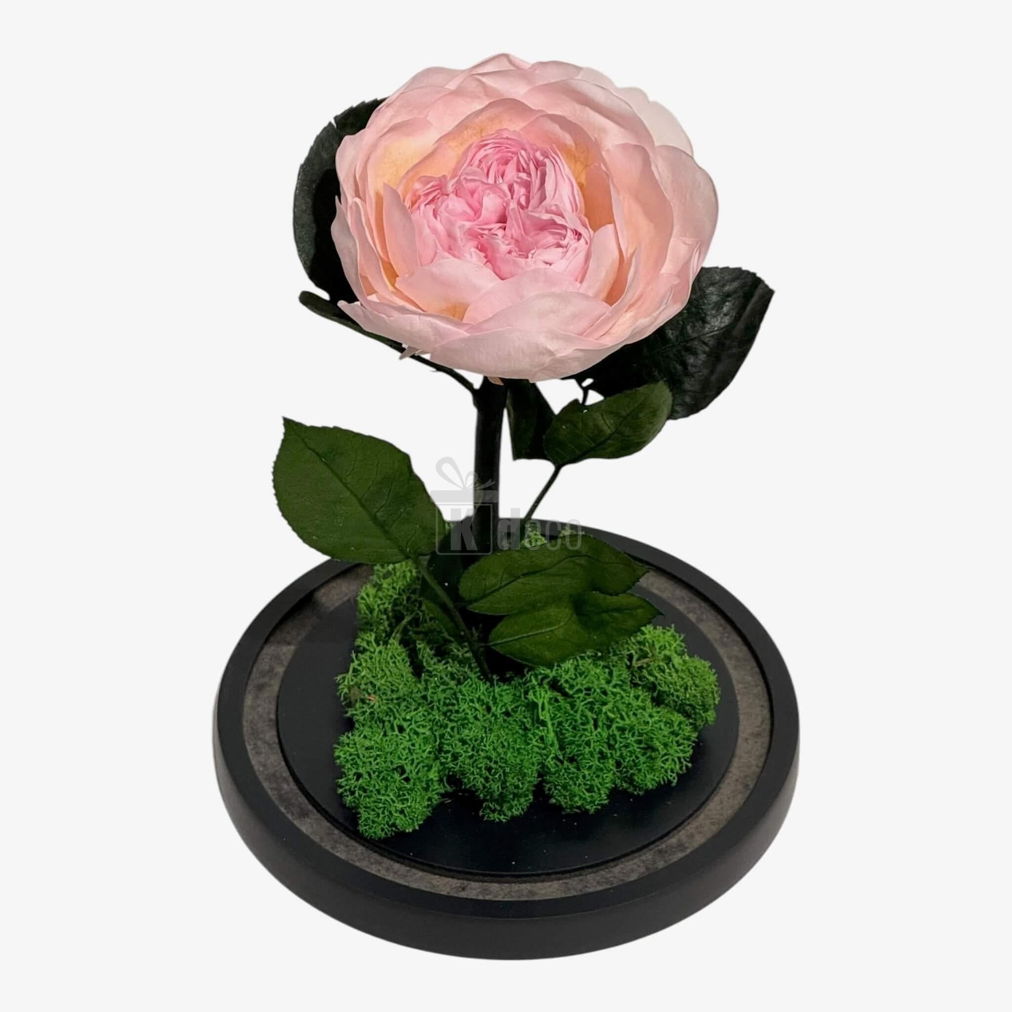 Bujor Criogenat Roz cu Cupolă din Sticlă Ø10cm - Cadoul Perfect în Cupola 15x25cm - Kdeco.ro