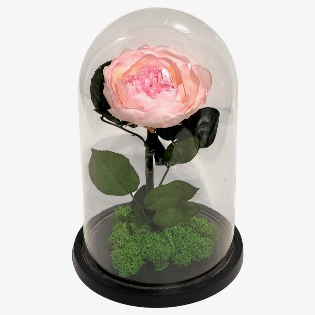 Bujor Criogenat Roz cu Cupolă din Sticlă Ø10cm - Cadoul Perfect în Cupola 15x25cm - Kdeco.ro