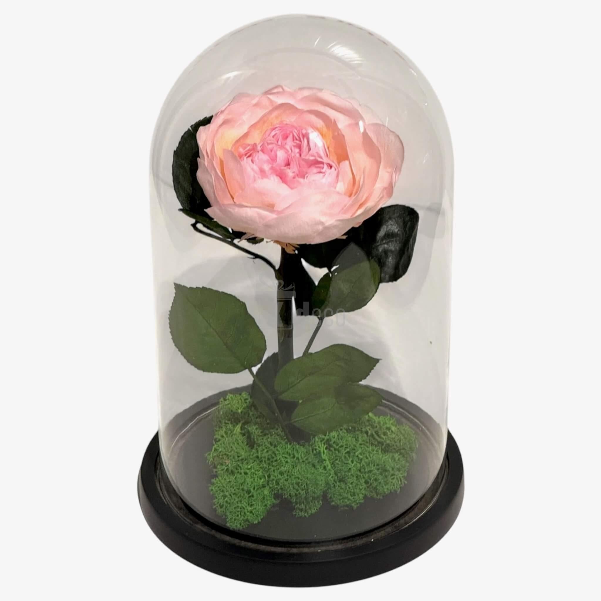 Bujor Criogenat Roz cu Cupolă din Sticlă Ø10cm - Cadoul Perfect în Cupola 15x25cm - Kdeco.ro