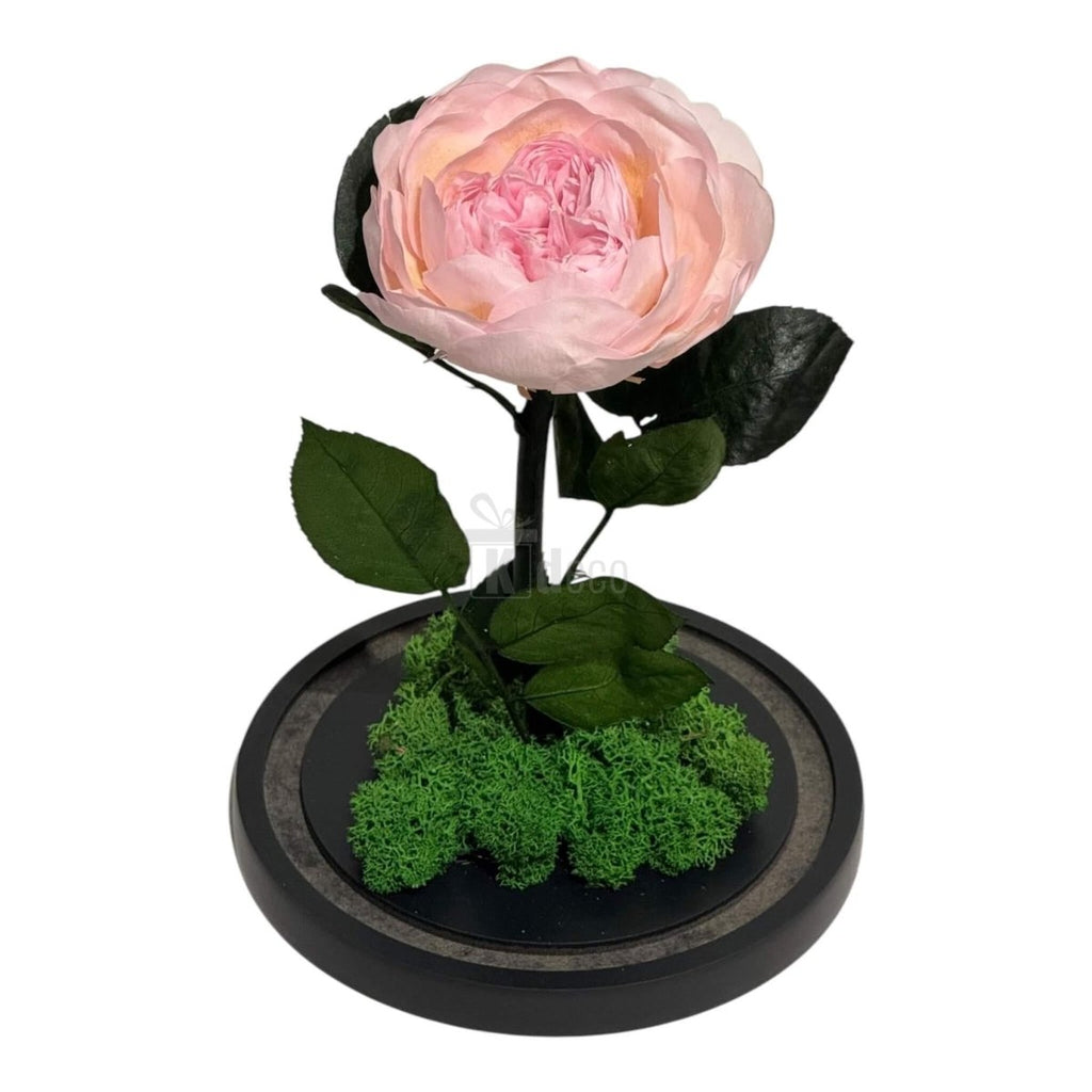 Bujor Criogenat Roz cu Cupolă din Sticlă Ø10cm - Cadoul Perfect în Cupola 15x25cm - Kdeco.ro