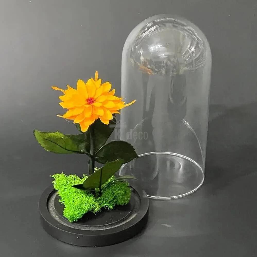 Dalia Criogenata Portocalie in Cupola de Sticla Ø8cm - 10x20cm, Cadou Elegant - Kdeco.ro