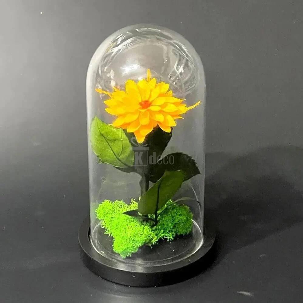 Dalia Criogenata Portocalie in Cupola de Sticla Ø8cm - 10x20cm, Cadou Elegant - Kdeco.ro