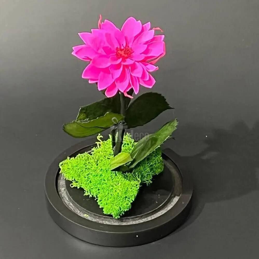 Dalie Criogenată Ciclam în Cupolă de Sticlă - Cadou Nemuritor Ø8cm, Dimensiune 10x20cm - Kdeco.ro