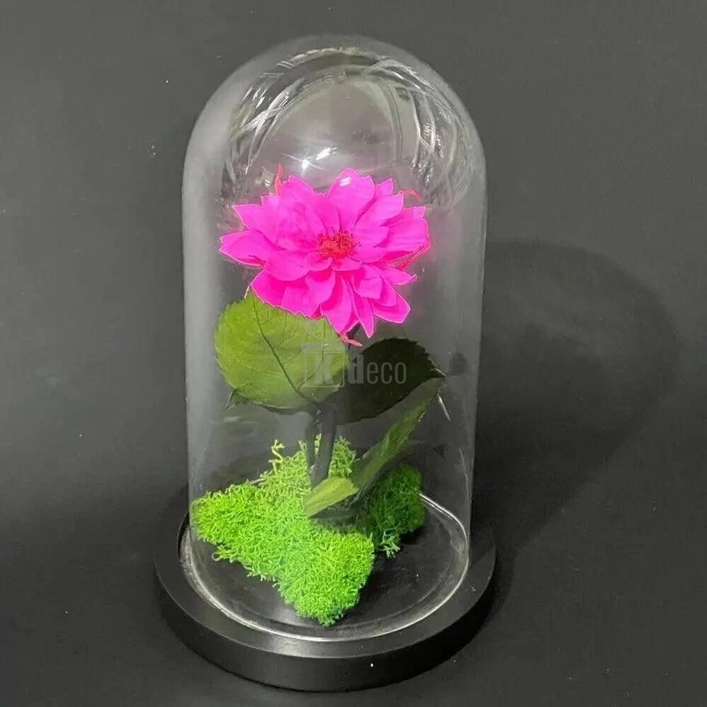 Dalie Criogenată Ciclam în Cupolă de Sticlă - Cadou Nemuritor Ø8cm, Dimensiune 10x20cm - Kdeco.ro