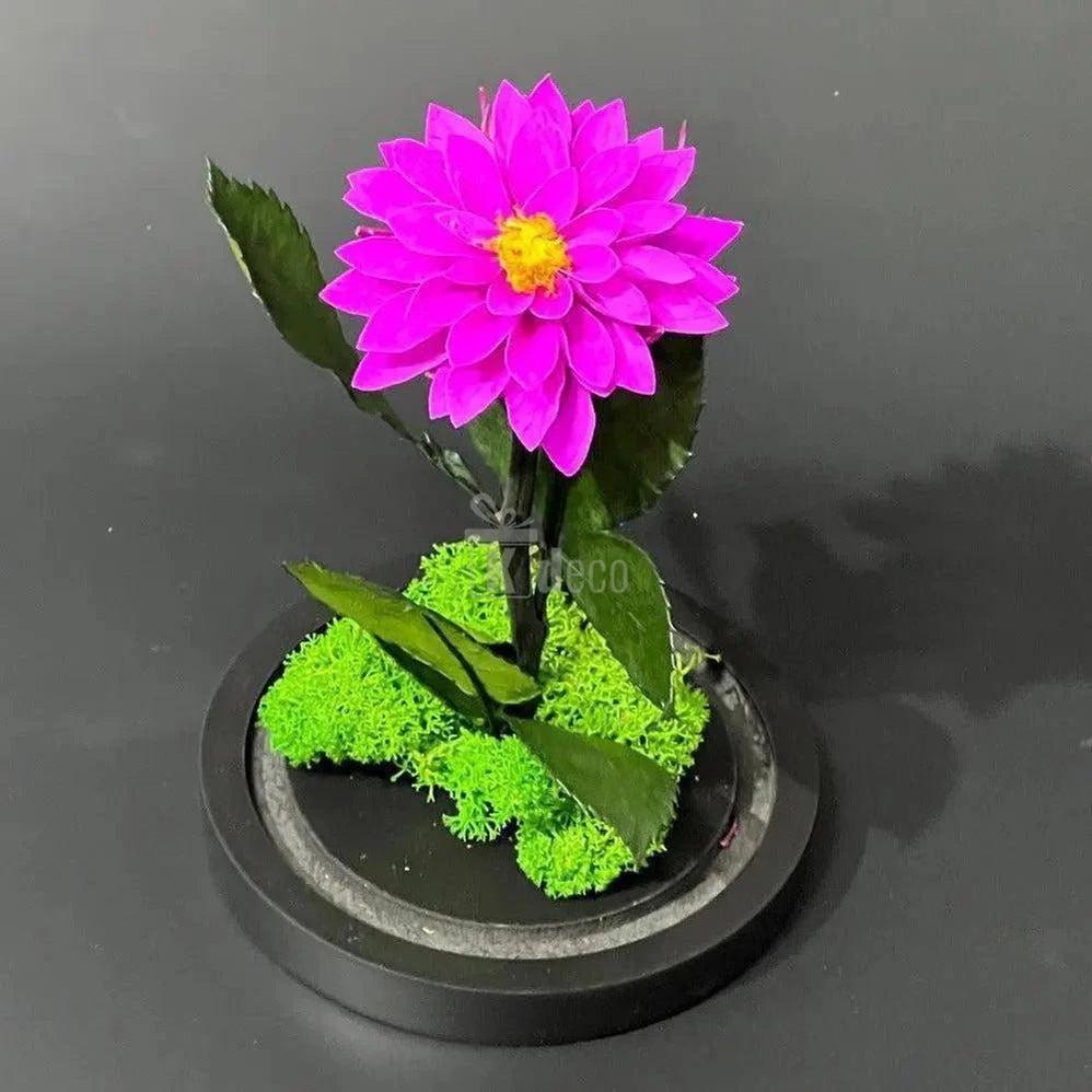 Dalie Criogenată Purpurie Ø8cm în Cupolă de Sticlă, Cadoul Ideal pentru Persoane Dragi - Kdeco.ro