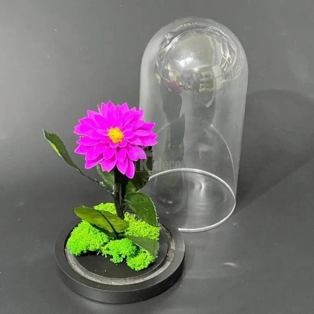 Dalie Criogenată Purpurie Ø8cm în Cupolă de Sticlă, Cadoul Ideal pentru Persoane Dragi - Kdeco.ro
