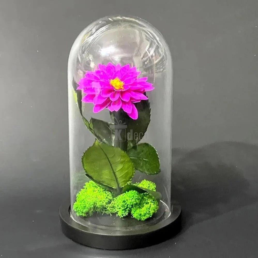 Dalie Criogenată Purpurie Ø8cm în Cupolă de Sticlă, Cadoul Ideal pentru Persoane Dragi - Kdeco.ro