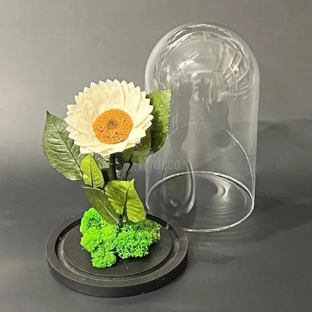 Floarea Soarelui Criogenata alba Ø12cm in cupola de sticla - Kdeco