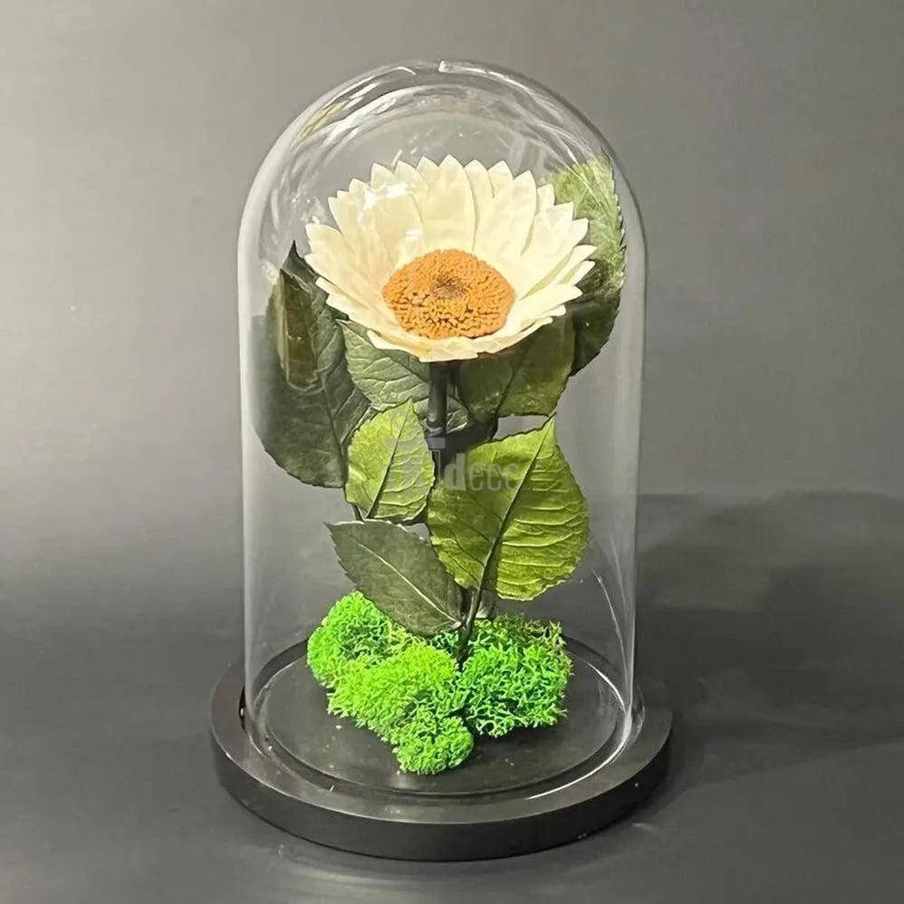 Floarea Soarelui Criogenata alba Ø12cm in cupola de sticla - Kdeco