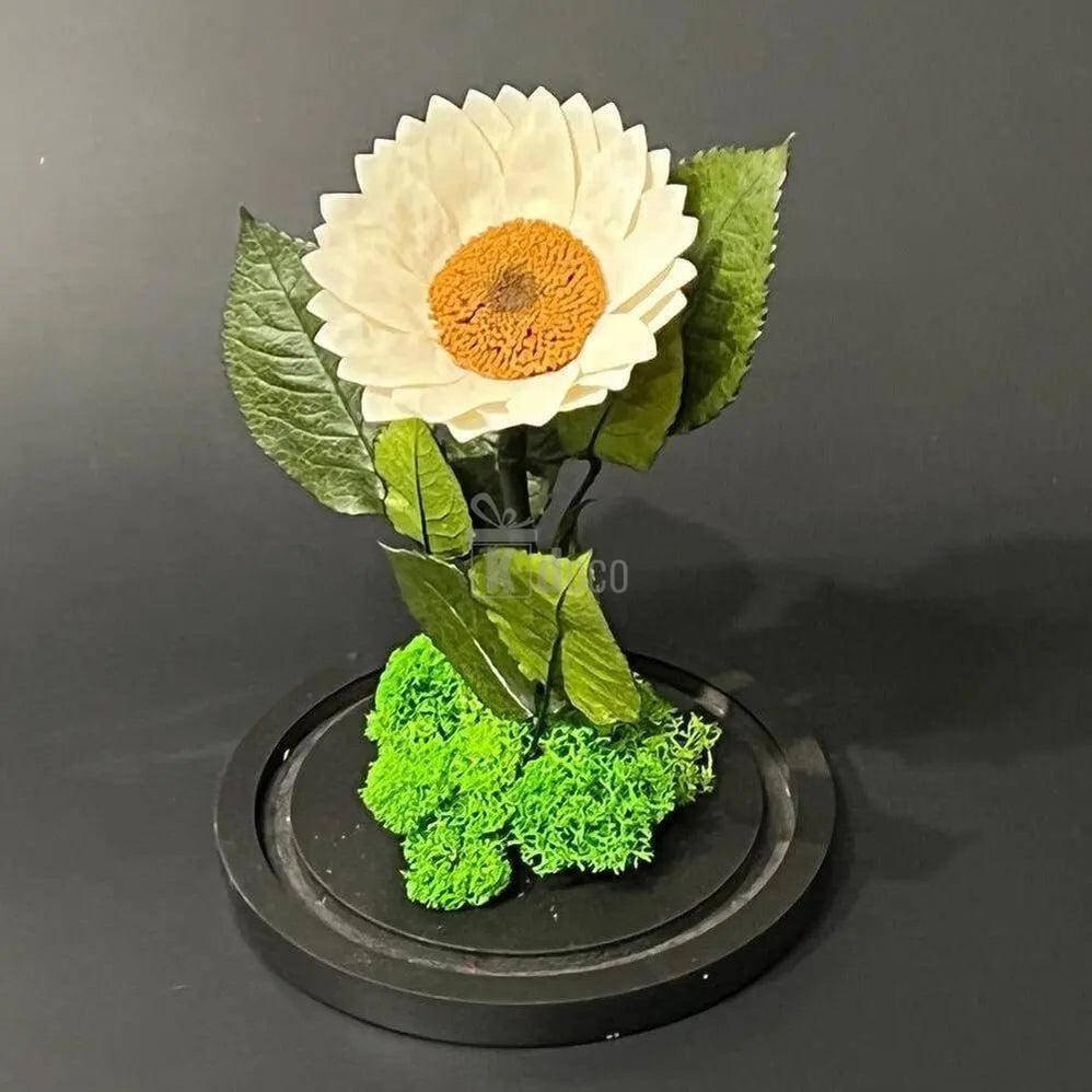 Floarea Soarelui Criogenata alba Ø12cm in cupola de sticla - Kdeco