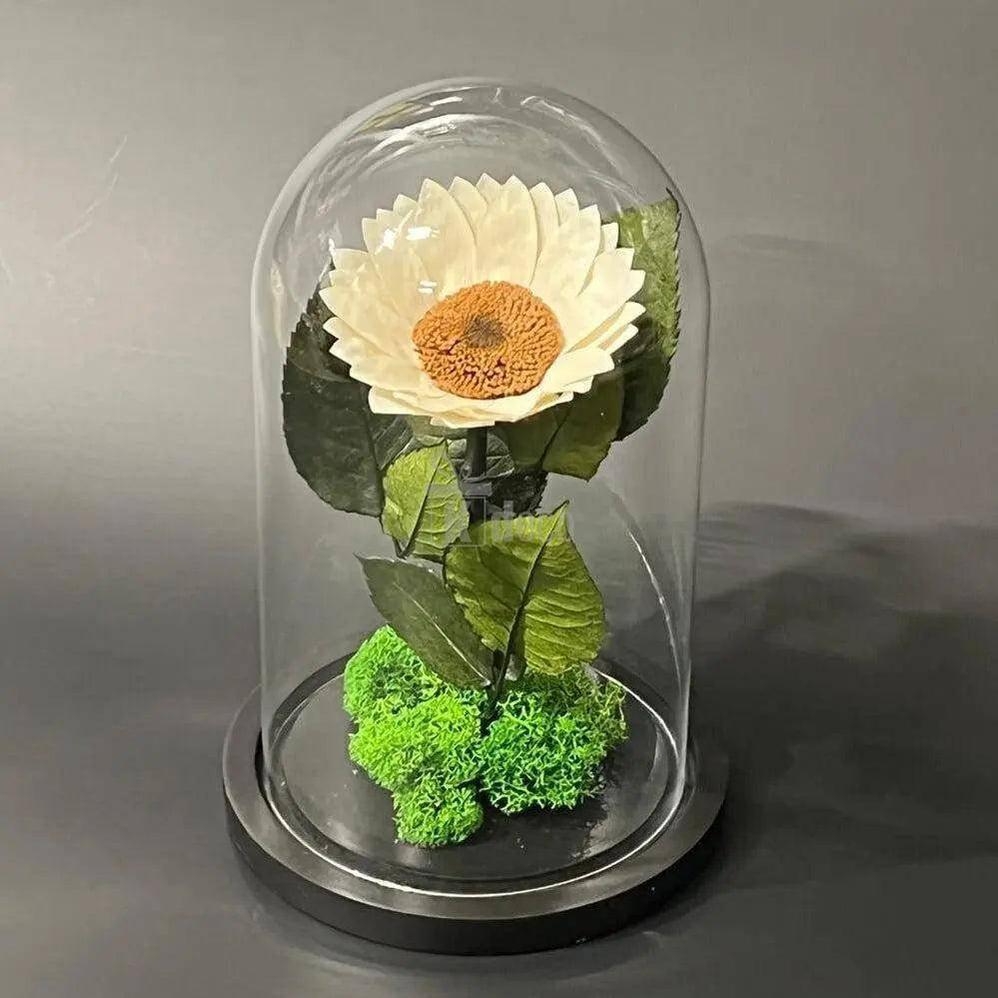 Floarea Soarelui Criogenata alba Ø12cm in cupola de sticla - Kdeco