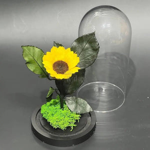 Floarea Soarelui Criogenata Ø6cm in cupola de sticla, cu mesaj - Kdeco