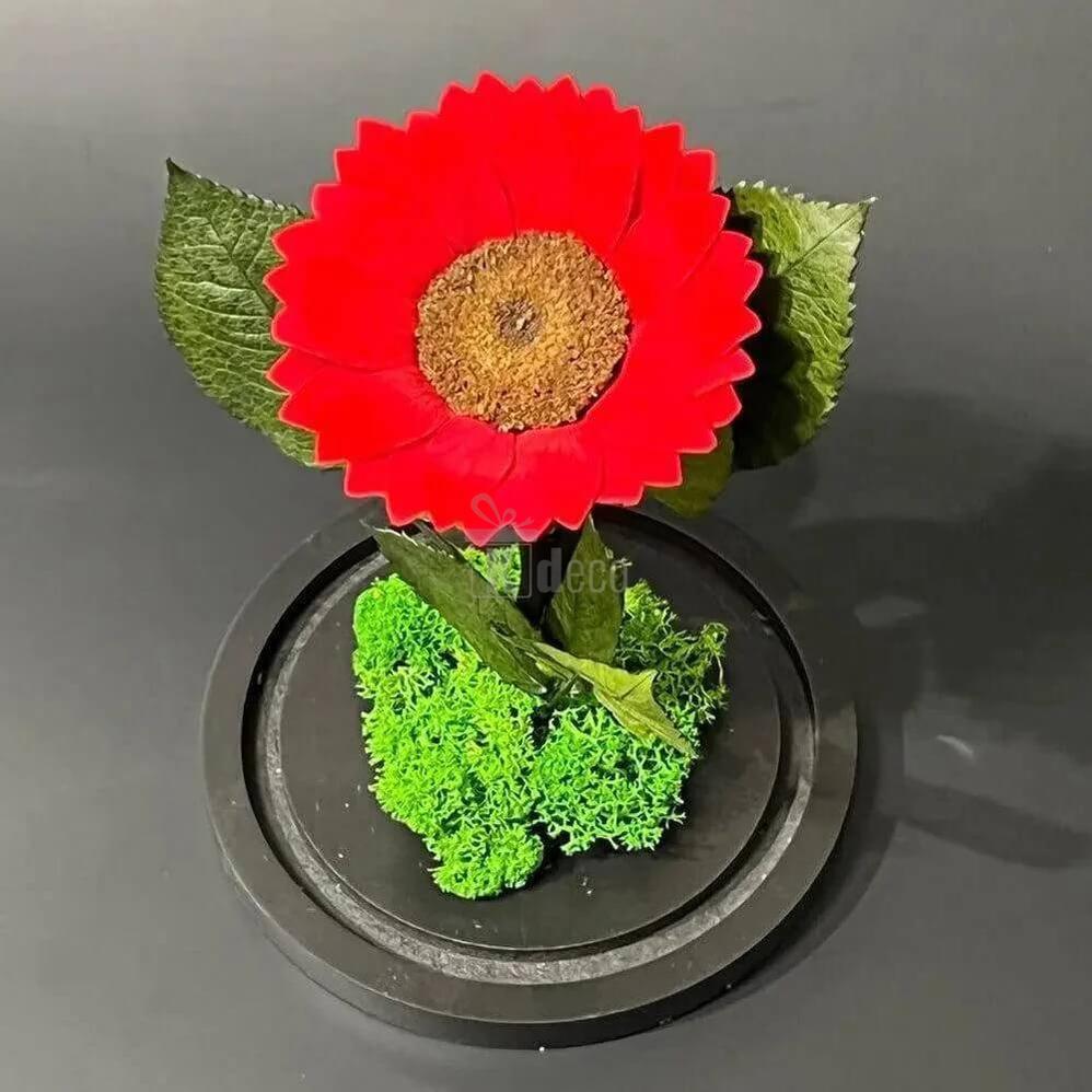 Floarea Soarelui Criogenată Roșie cu Cupolă de Sticlă Ø12cm – Cadoul Perfect pentru Persoana Dragă! - Kdeco.ro