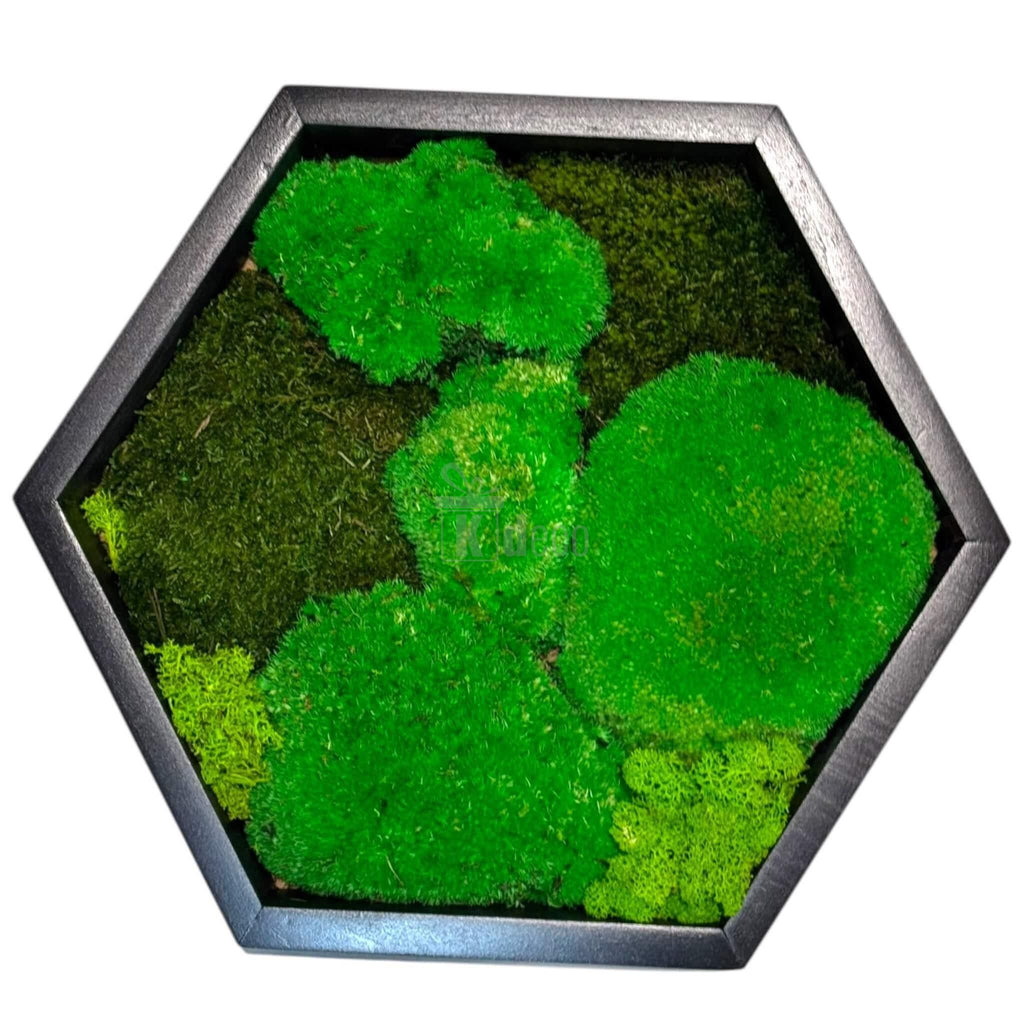 Tablou Hexagonal cu licheni decorativi stabilizați, design modern și natural pentru interioare din categoria Artwork & Visual Decor.