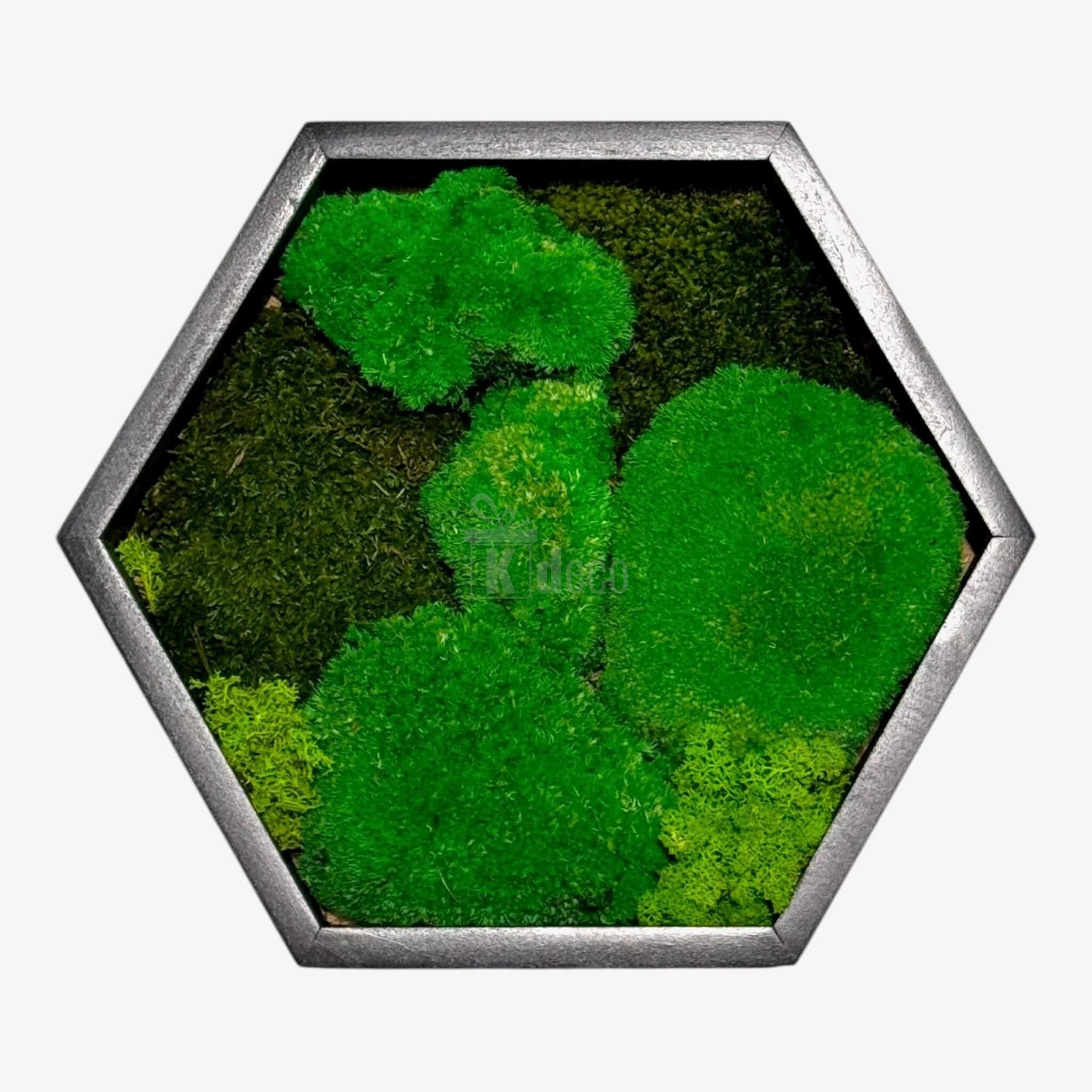 Tablou Hexagonal cu Mușchi Bombat, Plat și Licheni Decorativi Stabilizați cu ramă neagră, ideal pentru decor natural și elegant în casă.