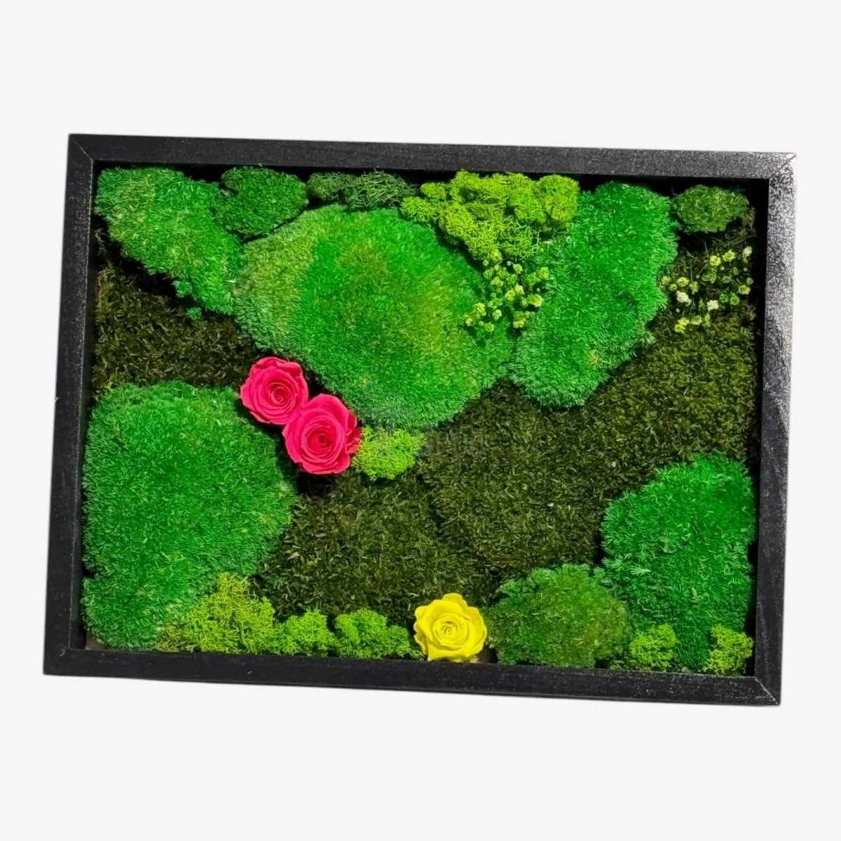 Tablou Natural cu mușchi, licheni și 3 trandafiri criogenați, oferă un decor verde și vibrant pentru orice cameră modernă.