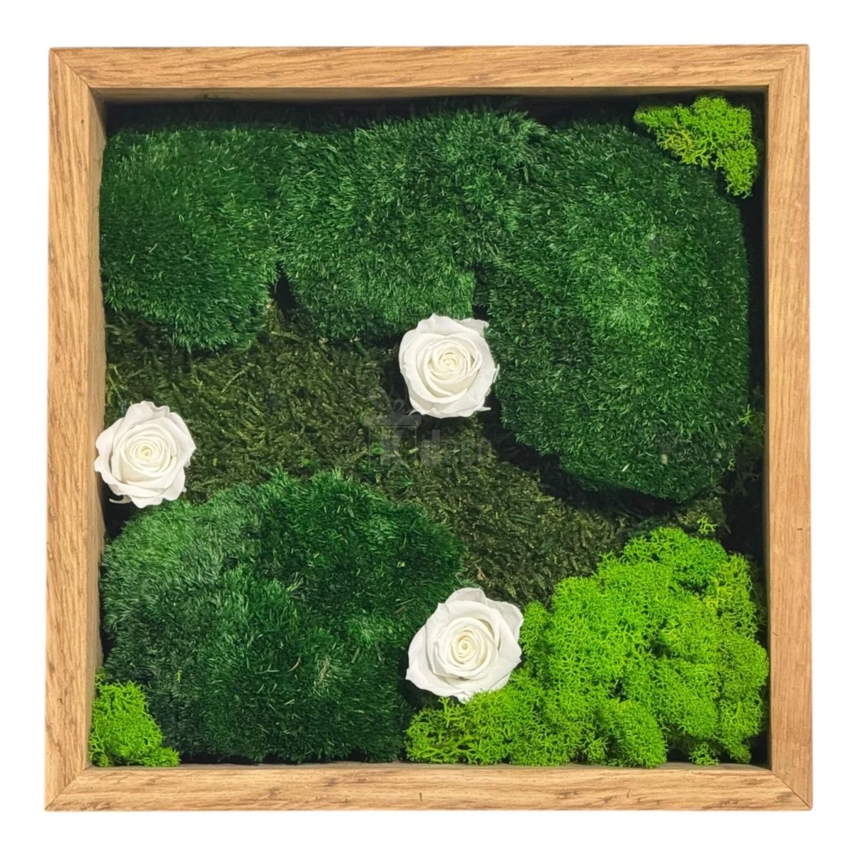 Tablou pătrat cu trandafiri criogenați albi și mușchi decorativ, dimensiune 27x27 cm, stil natural și elegant