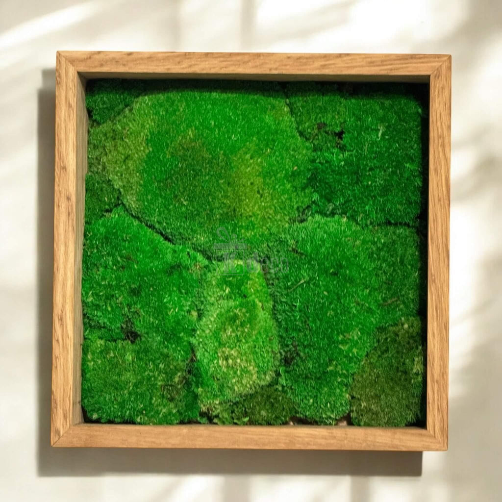 Decor eco cu mușchi stabilizat verde viu în ramă de lemn, Tablou Natural fără întreținere, ideal pentru interior modern, 27x27cm.
