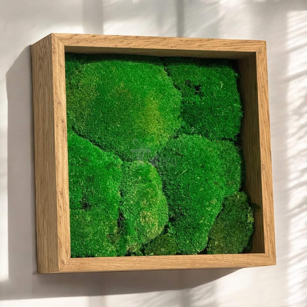 Tablou Natural cu Mușchi Bombat Stabilizat montat pe perete, luminat natural, decor verde eco pentru casă, fără întreținere, 27x27cm.