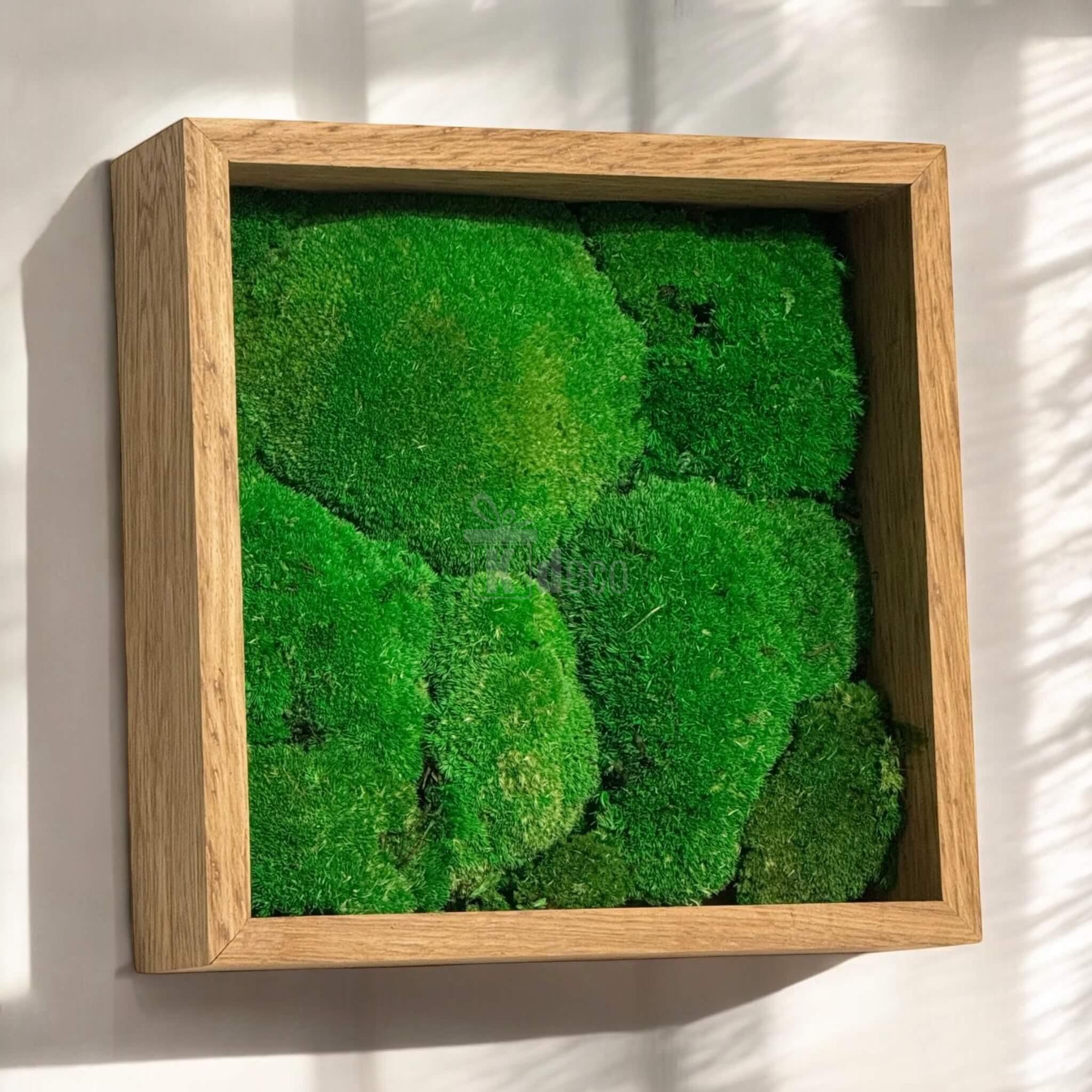Tablou Natural cu Mușchi Bombat Stabilizat montat pe perete, luminat natural, decor verde eco pentru casă, fără întreținere, 27x27cm.