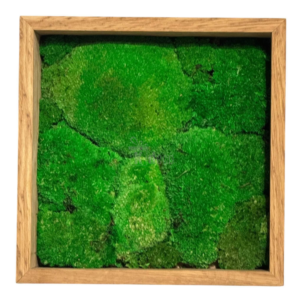 Tablou Natural cu Mușchi Bombat Stabilizat – Verde Viu, decor eco în ramă de lemn, dimensiune 27x27cm, ideal pentru spații interioare moderne.