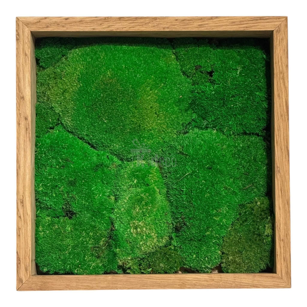 Tablou Natural cu Mușchi Bombat Stabilizat – Verde Viu, Fără Întreținere în ramă pătrată din lemn, dimensiune 27x27cm, decor eco-friendly pentru perete.