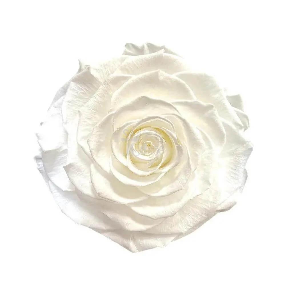 Trandafir Criogenat Alb Bonita în Cupolă de Sticlă - Cadou Nemuritor Ø9,5cm - Kdeco.ro