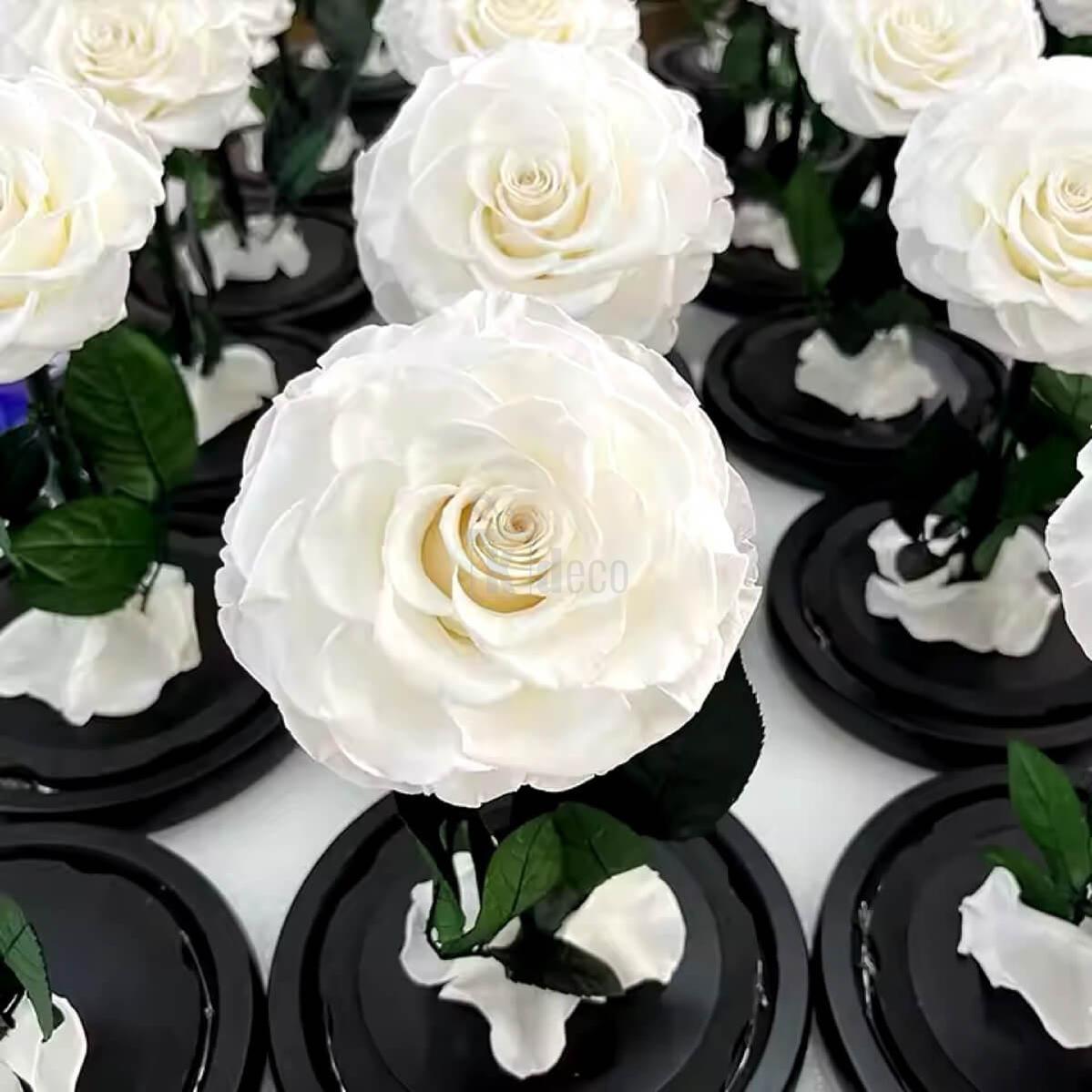 Aranjament floral cu Trandafir Criogenat Alb Bonita pe suport negru, decor romantic și cadou deosebit pentru ocazii speciale.