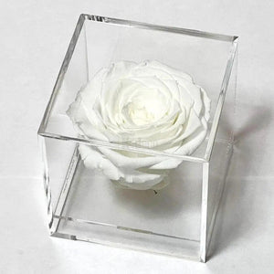 Trandafir Criogenat alb Ø6cm in cutie transparenta 9x9x9cm - Kdeco