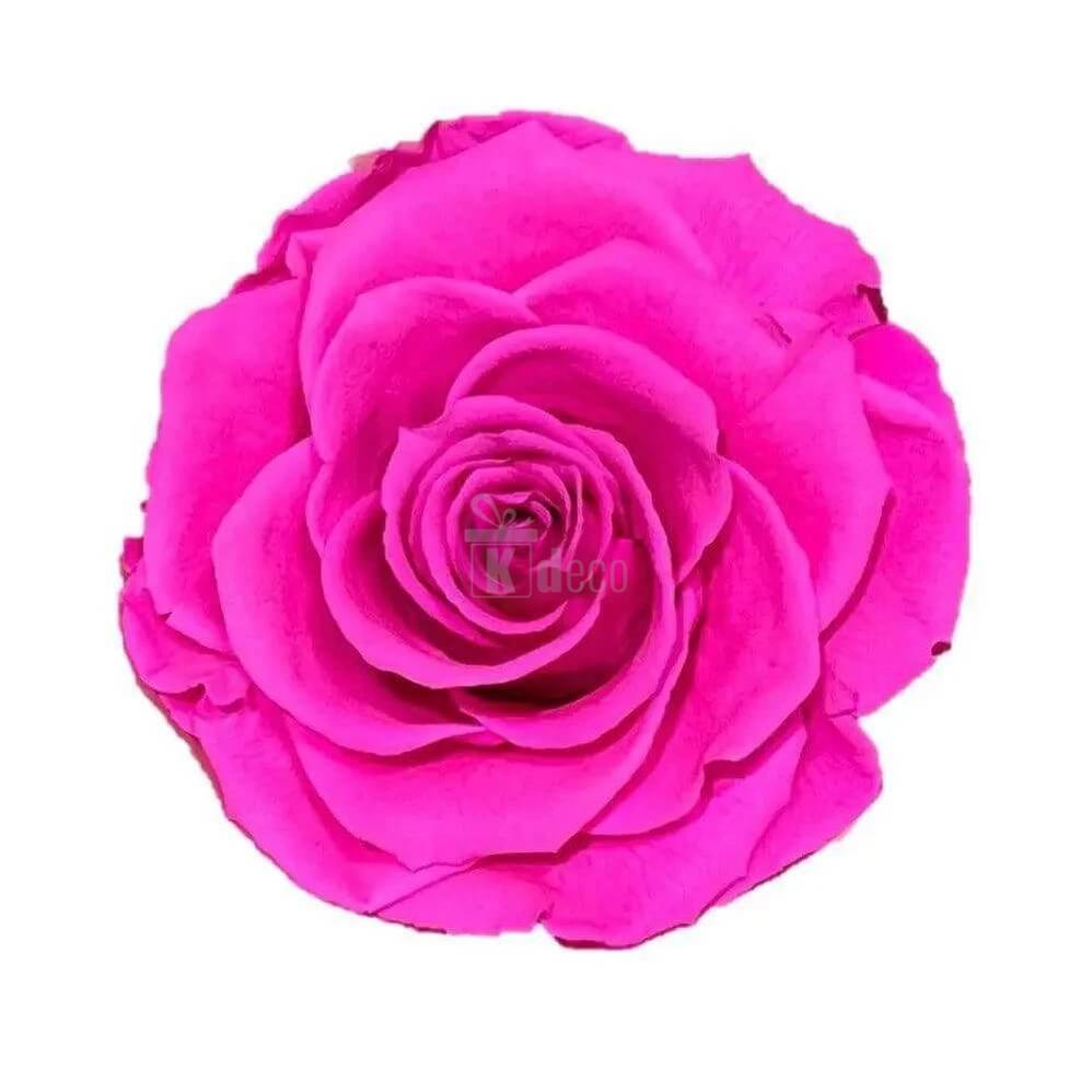 Trandafir Criogenat Bella Ciclam în Cupolă de Sticlă Ø8cm - Cadou Elegant 10x20cm - Kdeco.ro