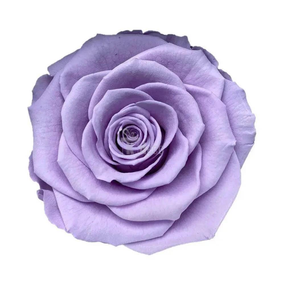 Trandafir Criogenat Bella Lila Ø8cm în Cupolă de Sticlă Elegantă 12x25cm - Kdeco.ro