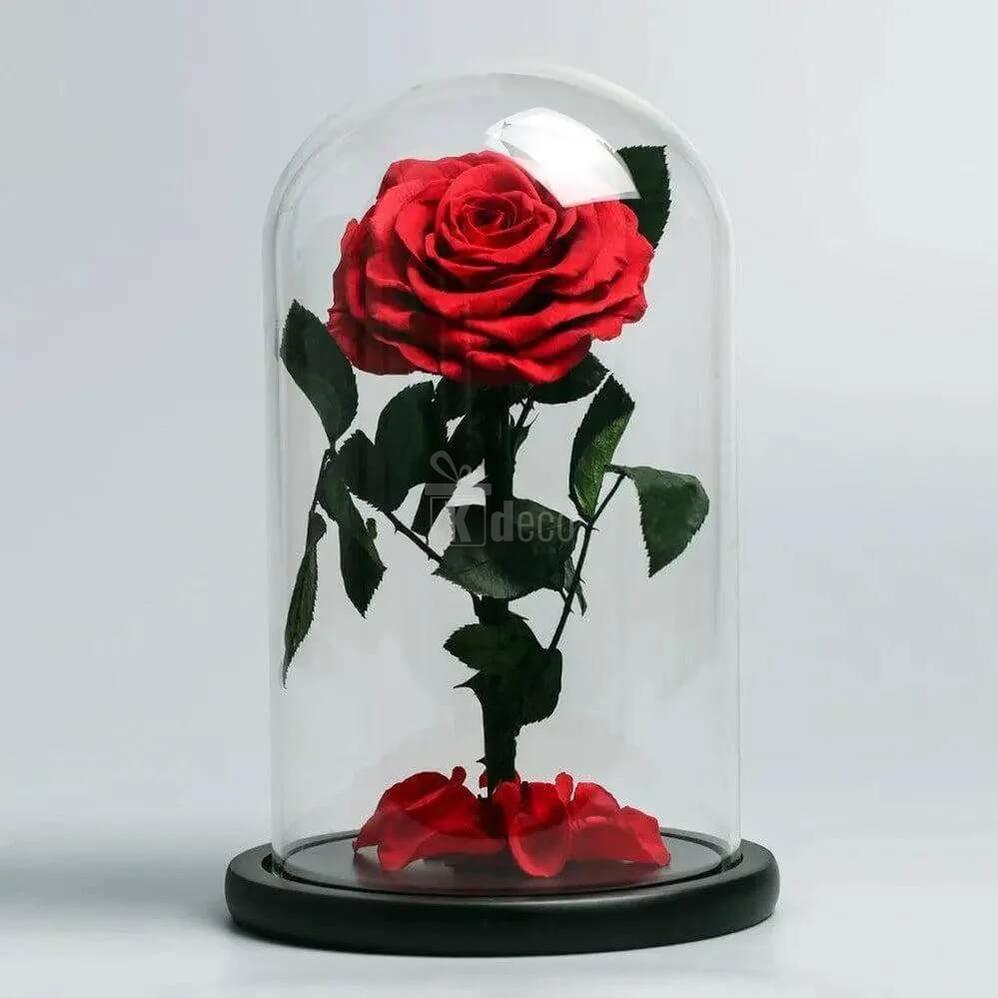 Trandafir Criogenat Bella Roșu în Cupolă Elegantă de Sticlă - Cadou Memorabil 12x25cm - Kdeco.ro