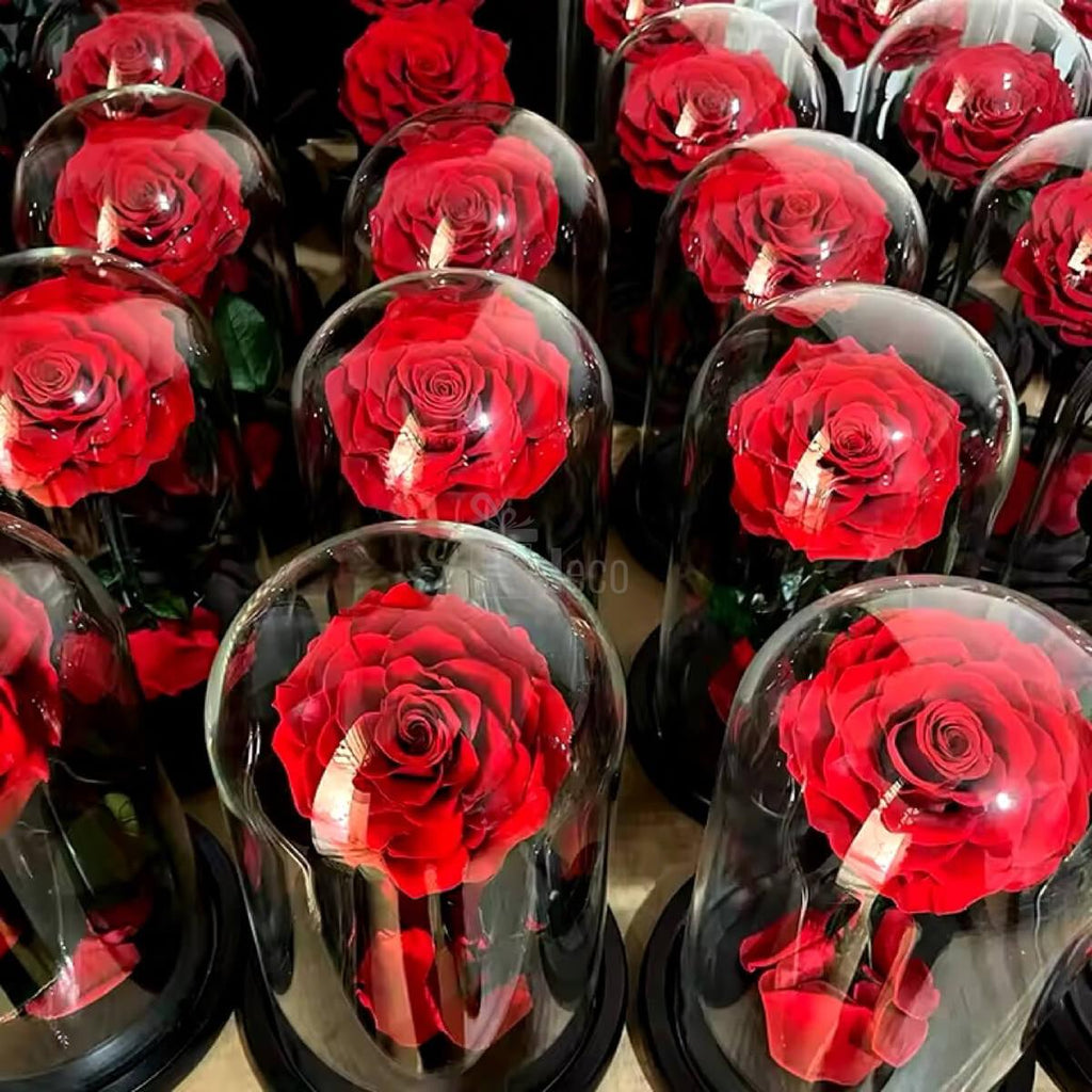 Trandafiri Criogenati Bonita Roșu în cupole de sticlă, ideali ca decor sau cadou personalizat pentru aniversări, Valentine's Day sau 8 Martie. Trandafiri nemuritori roșii, top vânzări în categoria cadouri speciale pentru femei.