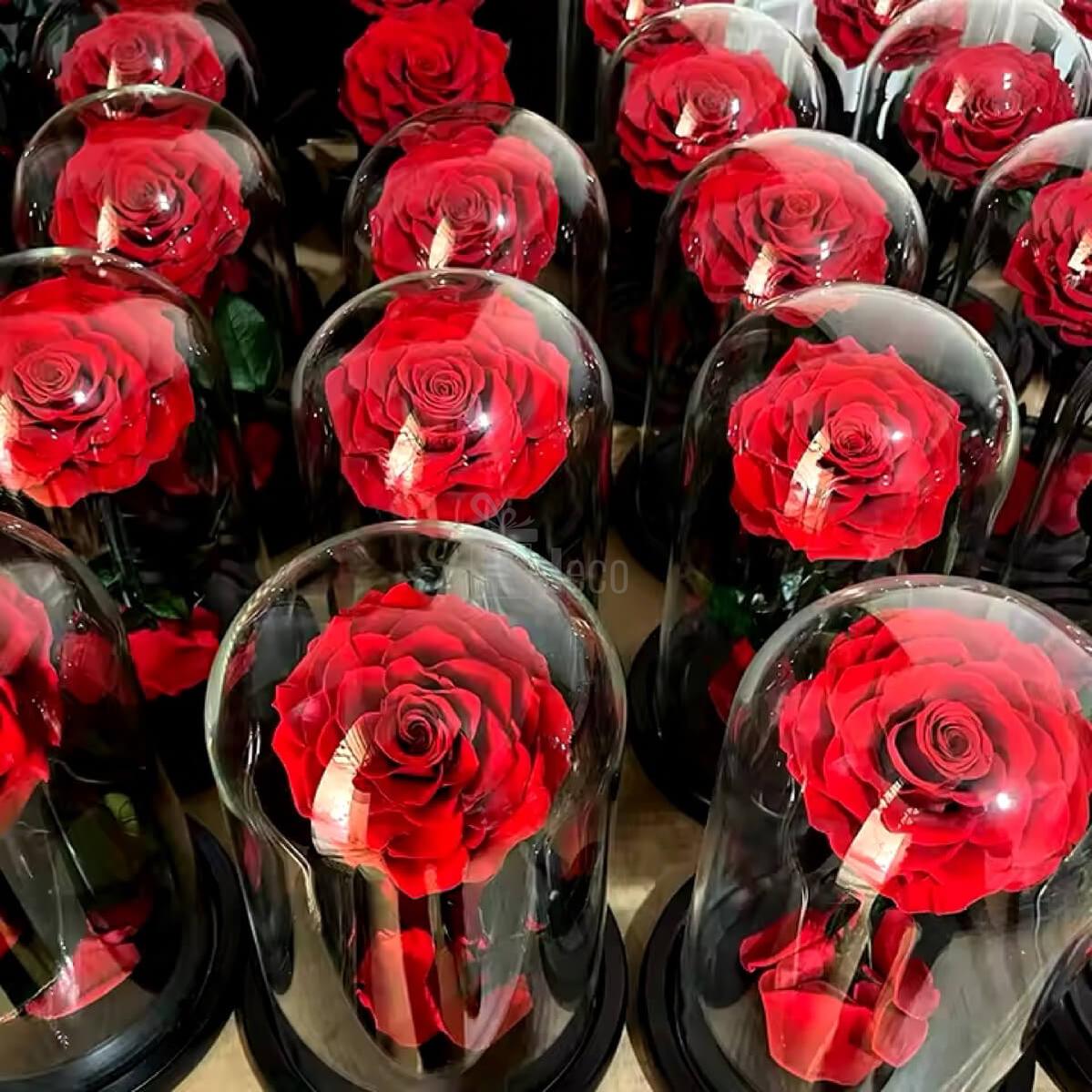 Trandafiri Criogenati Bonita Roșu în cupole de sticlă, ideali ca decor sau cadou personalizat pentru aniversări, Valentine's Day sau 8 Martie. Trandafiri nemuritori roșii, top vânzări în categoria cadouri speciale pentru femei.