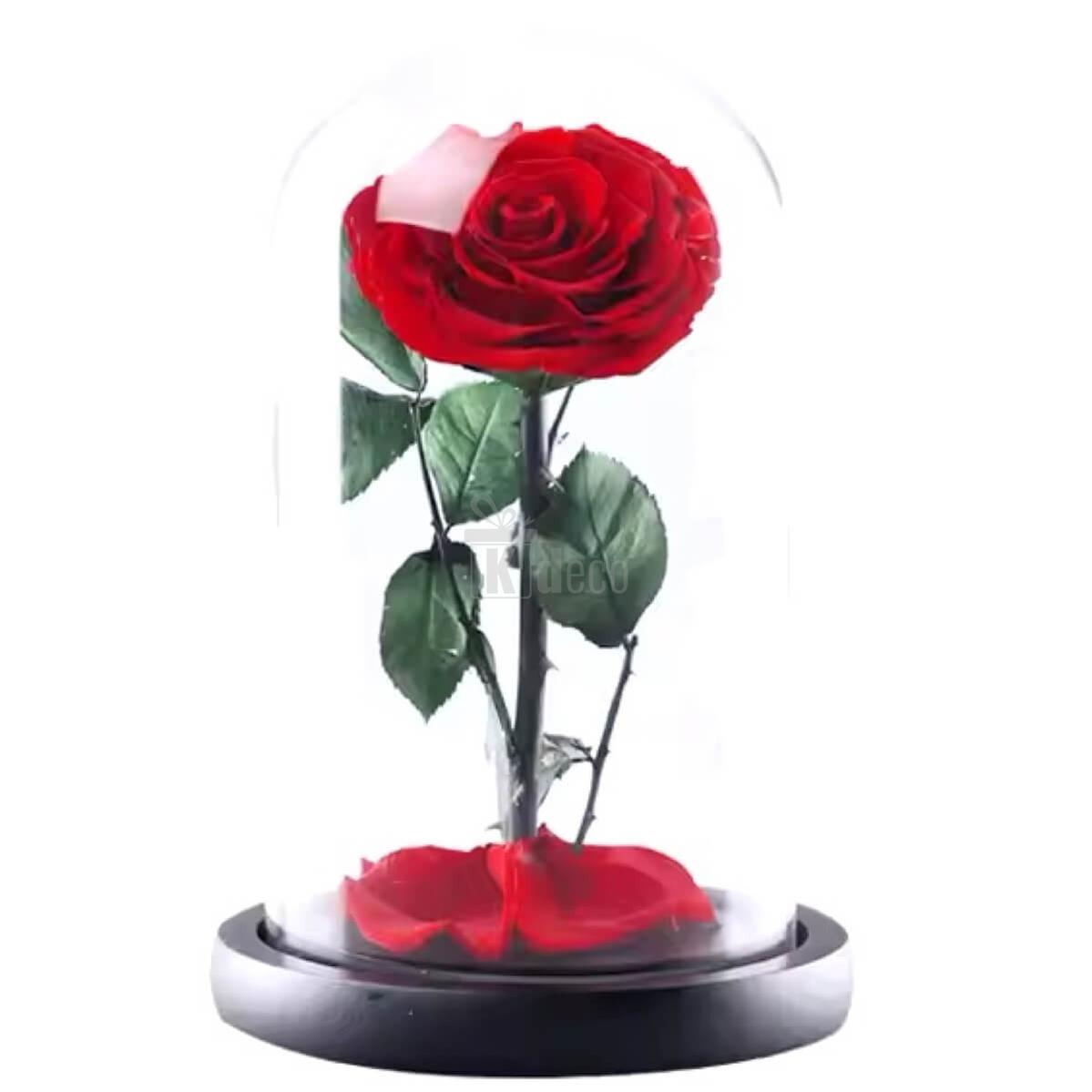 Trandafir Criogenat Bonita Roșu cu Cupolă de Sticlă, decor floral elegant pentru cadouri personalizate deosebite, ideal pentru aniversări și sărbători. Trandafir nemuritor roșu ce durează până la 25 de ani, perfect pentru cadouri romantice și ocazii speciale.