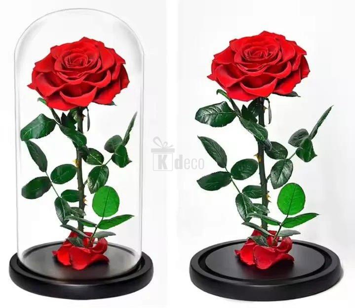 Trandafir Criogenat Bonita Roșu cu Diametru de 9,5 cm în Cupolă Elegantă 12x25 cm - Kdeco.ro