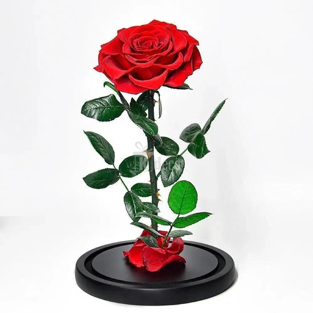 Trandafir Criogenat Bonita Roșu cu Diametru de 9,5 cm în Cupolă Elegantă 12x25 cm - Kdeco.ro