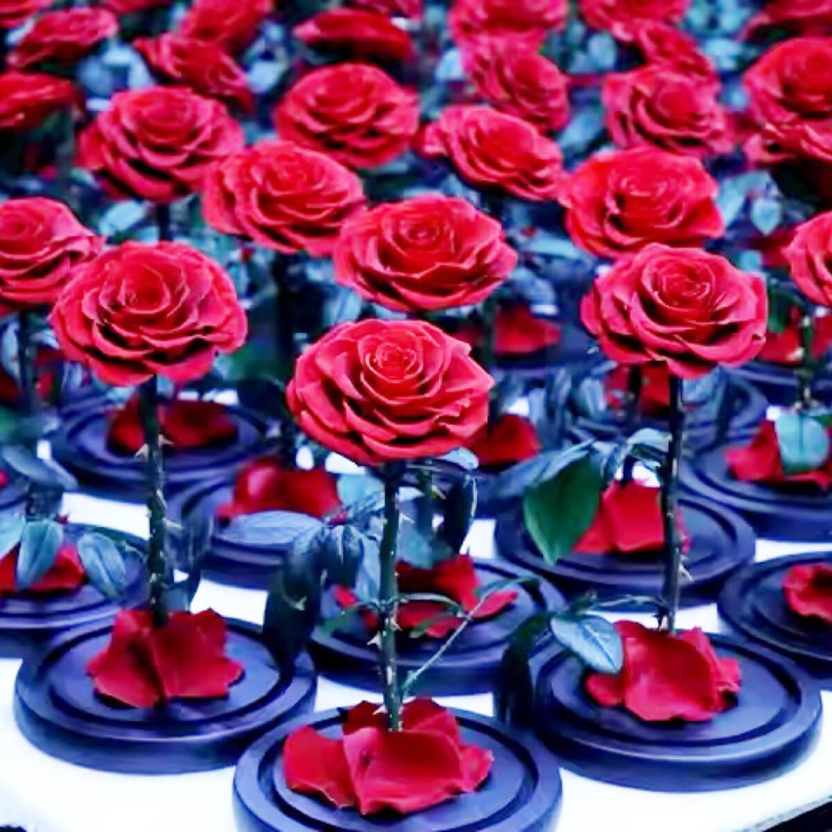Colecție Trandafiri Criogenați Bonita Roșii pe suport negru, top sales în cadouri personalizate pentru femei, diametru 9,5 cm